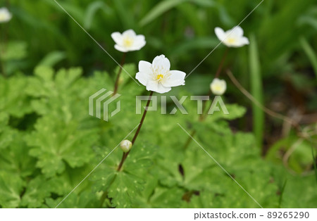 Plants: Flaccid anemone, Ranunculaceae, Minuma Mikankan, Itonami Zone Plants: Flaccid anemone, Ranunculaceae, Minuma Mikankan, Itonami Zone 89265290