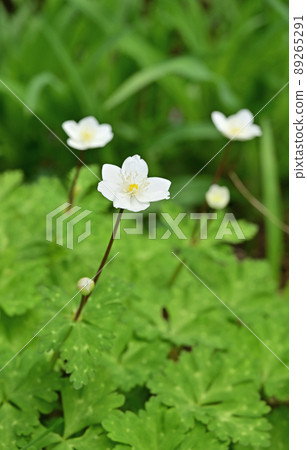 植物:海葵、毛茛科、水沼蜜柑、糸並區 植物:海葵、毛茛科、水沼蜜柑、糸並區 89265291
