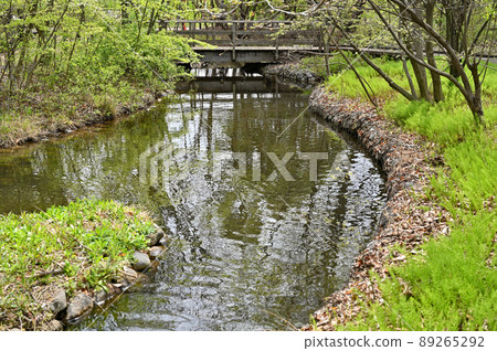 樹木：Minuma Mikankan Itonami Zone 89265292