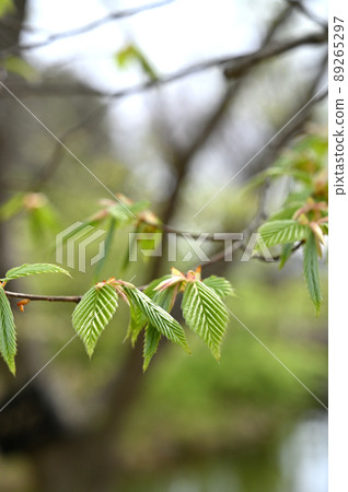 Trees: Carpinus tschonoskii, Betulaceae, Minuma Mikankan, Itonami Zone 89265297