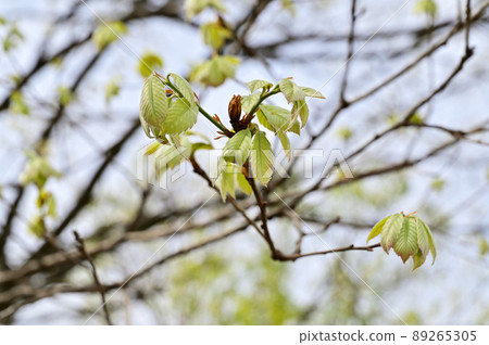 Trees: Quercus serrata, Fagaceae, Minuma Mikankan, Itonami Zone 89265305