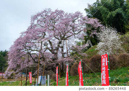 Jizo Sakura at Zesaiji Temple 89265448