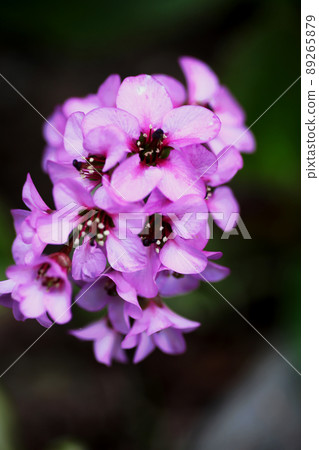 Himalaya Yukinoshita Himalaya Yukinoshita 89265879