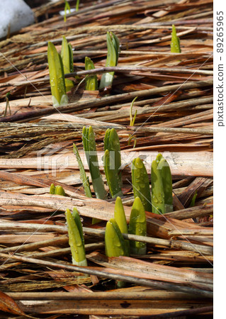 Narcissus sprouted from the dead stem of Japanese pampas grass, Tadami Town, Fukushima Prefecture Narcissus sprouted from the dead stem of Japanese pampas grass, Tadami Town, Fukushima Prefecture 89265965