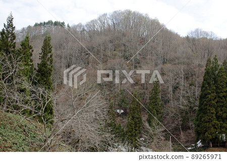 White butterflies dance in the satoyama where the snow has disappeared, Tadami Town, Fukushima Prefecture White butterflies dance in the satoyama where the snow has disappeared, Tadami Town, Fukushima Prefecture 89265971
