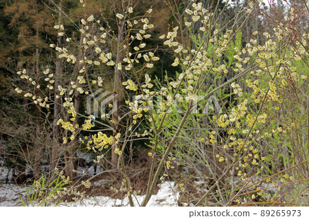 Flowering pussy willow, Tadami Town, Fukushima Prefecture Flowering pussy willow, Tadami Town, Fukushima Prefecture 89265973