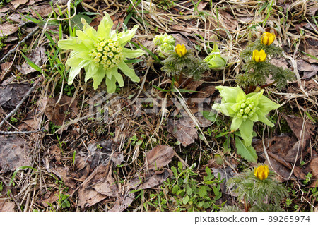 Butterbur and Adonis ramosa bloom in Tadami Town, Fukushima Prefecture Butterbur and Adonis ramosa bloom in Tadami Town, Fukushima Prefecture 89265974