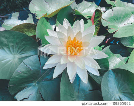 Lotus flower (Lotus or Nelumbo) 89265991