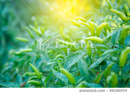 Chilli peppers or green chilies in farm 89266054