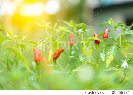 Chilli peppers or red chilies in farm Chilli peppers or red chilies in farm 89266135