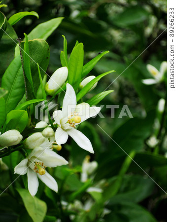 橘子花 橘子花 89266233