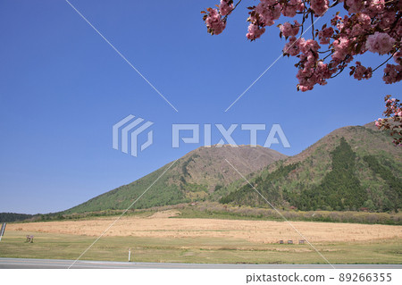 <Shimane Prefecture> Mt. Sanbe Nishihara, double cherry blossoms in full bloom 89266355