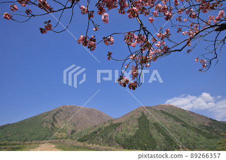 <Shimane Prefecture> Mt. Sanbe Nishihara, double cherry blossoms in full bloom <Shimane Prefecture> Mt. Sanbe Nishihara, double cherry blossoms in full bloom 89266357