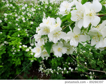 Philadelphus Philadelphus 89266397