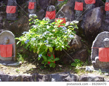 Izu Shimoda Nesugatayama summit, Aizendo Izu Shimoda Nesugatayama summit, Aizendo 89266470