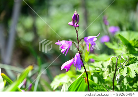 Purple Purple 89266494
