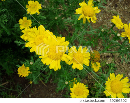 高野洋甘菊 高野洋甘菊 89266802