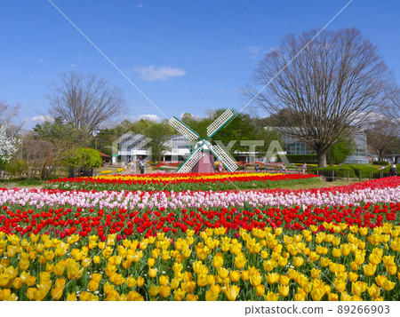 Tulip of Hyogo ken Flower Center 89266903