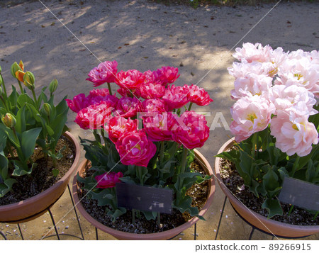 兵庫縣花卉中心鬱金香 89266915