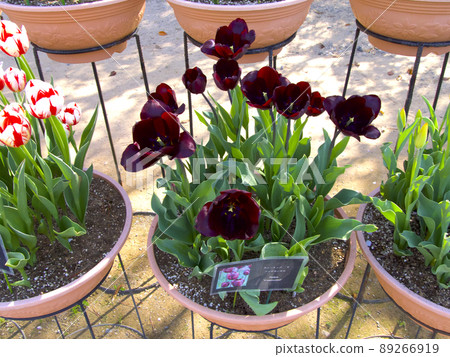 Tulip of Hyogo ken Flower Center 89266919