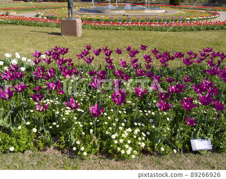 Tulip of Hyogo ken Flower Center 89266926