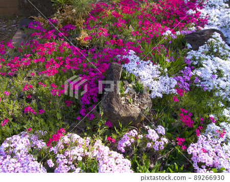 Hyogo Prefectural Flower Center Shibazakura 89266930