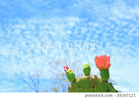 Cactus flower 89267121