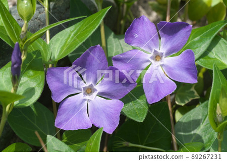 長春花紫色花【綠色背景】 長春花紫色花【綠色背景】 89267231
