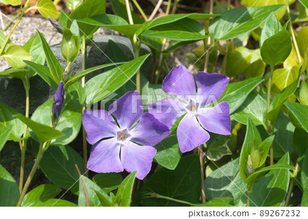 Purple flower of periwinkle [green background] 89267232
