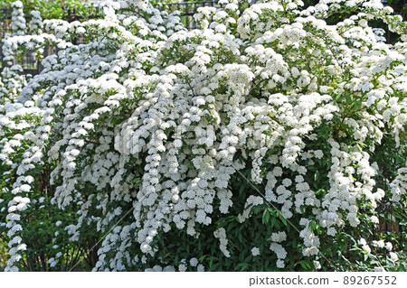 Kodemari (Otari) 89267552