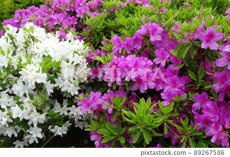 五月的花壇 89267586