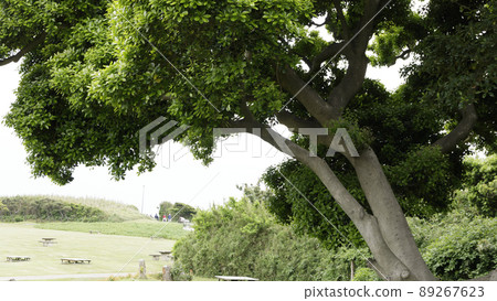 城島 城島 89267623