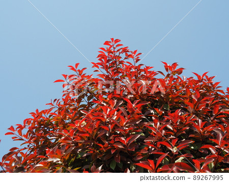 Japanese photinia Japanese photinia 89267995