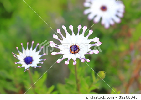 Spoon-blooming Osteospermum (African Daisies) Spoon-blooming Osteospermum (African Daisies) 89268343