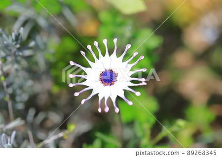 Spoon-blooming Osteospermum (African Daisies) Spoon-blooming Osteospermum (African Daisies) 89268345