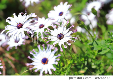 Spoon-blooming Osteospermum (African Daisies) 89268348