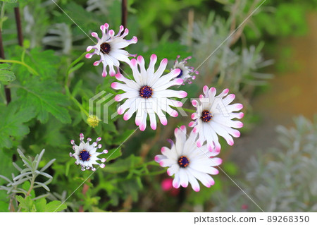 Spoon-blooming Osteospermum (African Daisies) 89268350