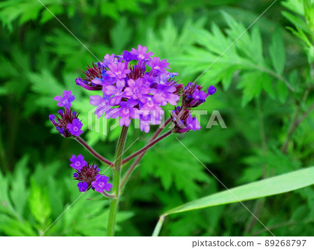 Shukon Converberna Shukon Converberna 89268797