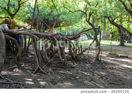 Aerial chairs from old trees in Central Park, Kaohsiung, Taiwan 89269158