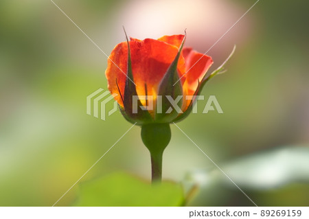 Enchanted rose 89269159