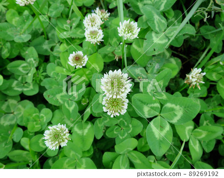 White cloud White cloud 89269192