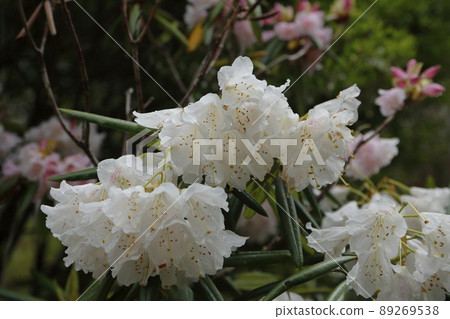 八女市Greenpia Shakunage, 八女市Greenpia Shakunage, 89269538