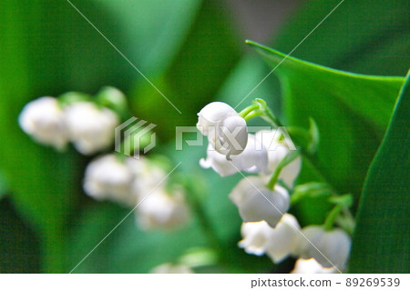 Lily of the valley blooming in the spring mountains Lily of the valley blooming in the spring mountains 89269539