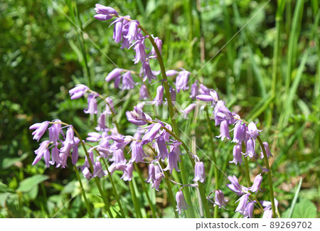 Schiller Campanula 89269702