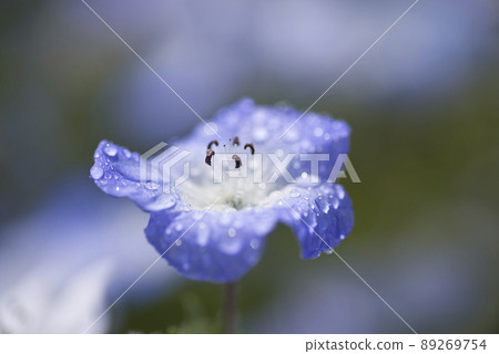 It is a close-up photo of a blue flower. The blue flowers of Nemophila have water droplets on them. .. The scientific name is Nemophila 89269754