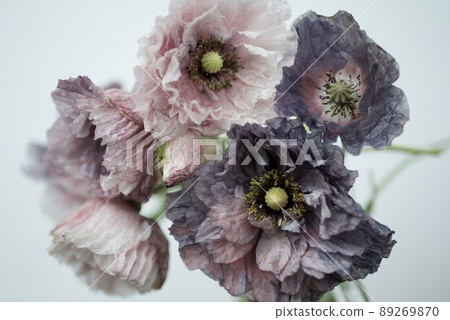 Amazing gray flowers, poppies packed in the garden Amazing gray flowers, poppies packed in the garden 89269870