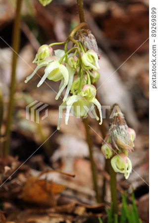 Epimedium koreanum blooms in Tadami Town, Fukushima Prefecture 89269899