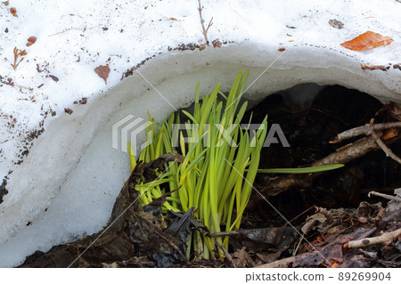 福島縣只見町積雪發芽的水仙 福島縣只見町積雪發芽的水仙 89269904
