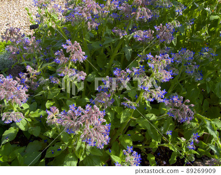 Borage (Japanese name: borage / borage) flower Borage (Japanese name: borage / borage) flower 89269909