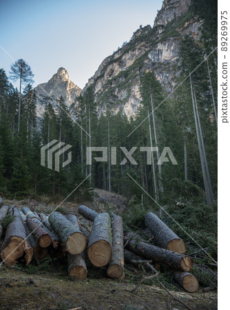 Nature. A green forest and sawn logs on the ground 89269975